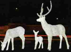 They Called Him Rudolph the Red-Nosed Reindeer!!!!