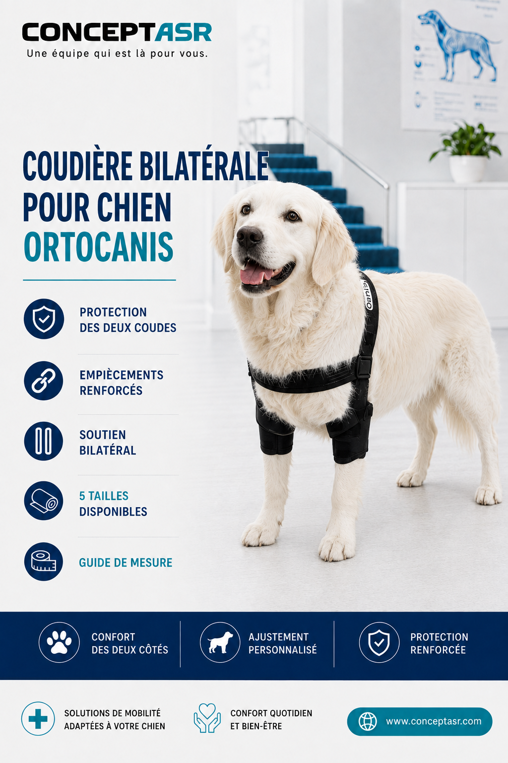 Chien portant une coudière bilatérale Ortocanis noire protégeant ses deux coudes