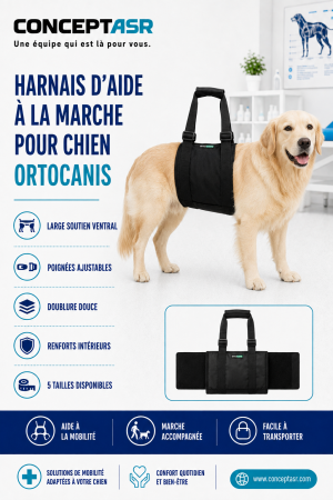 Harnais d’aide à la marche pour chien Ortocanis avec soutien ventral