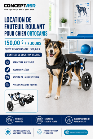 Chien utilisant un fauteuil roulant arrière Ortocanis ajustable offert en location par ConceptASR pour 150 dollars pendant sept jours.